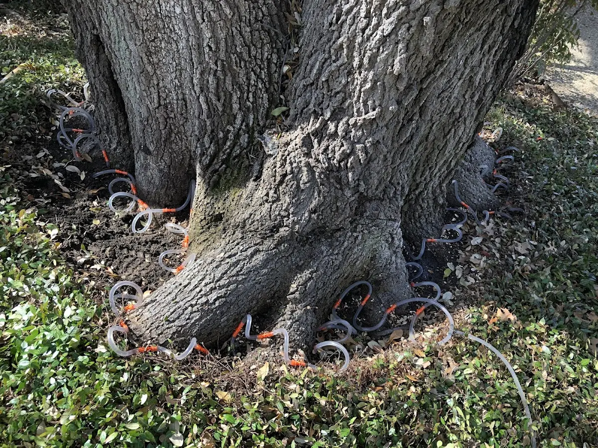 Detailed Tree Cabling and Bracing job site in Laurinburg