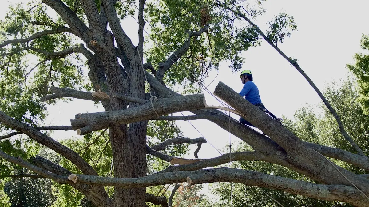 Professional Hazardous Tree Removal performed by certified arborists in Laurinburg