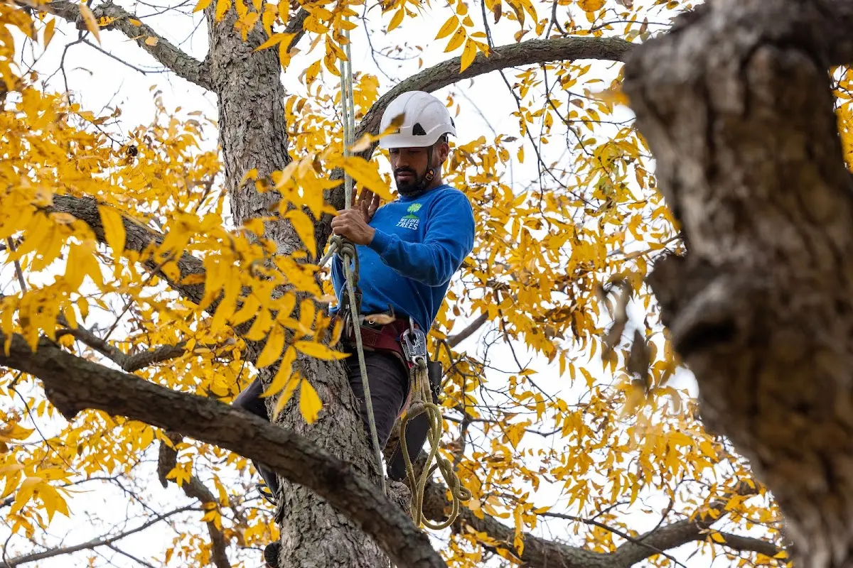 Skilled Tree Planing crew working in Laurinburg